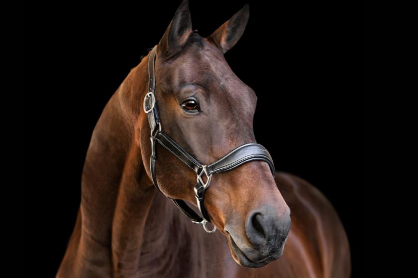 Artemis Equine Anatomical Leather Halter