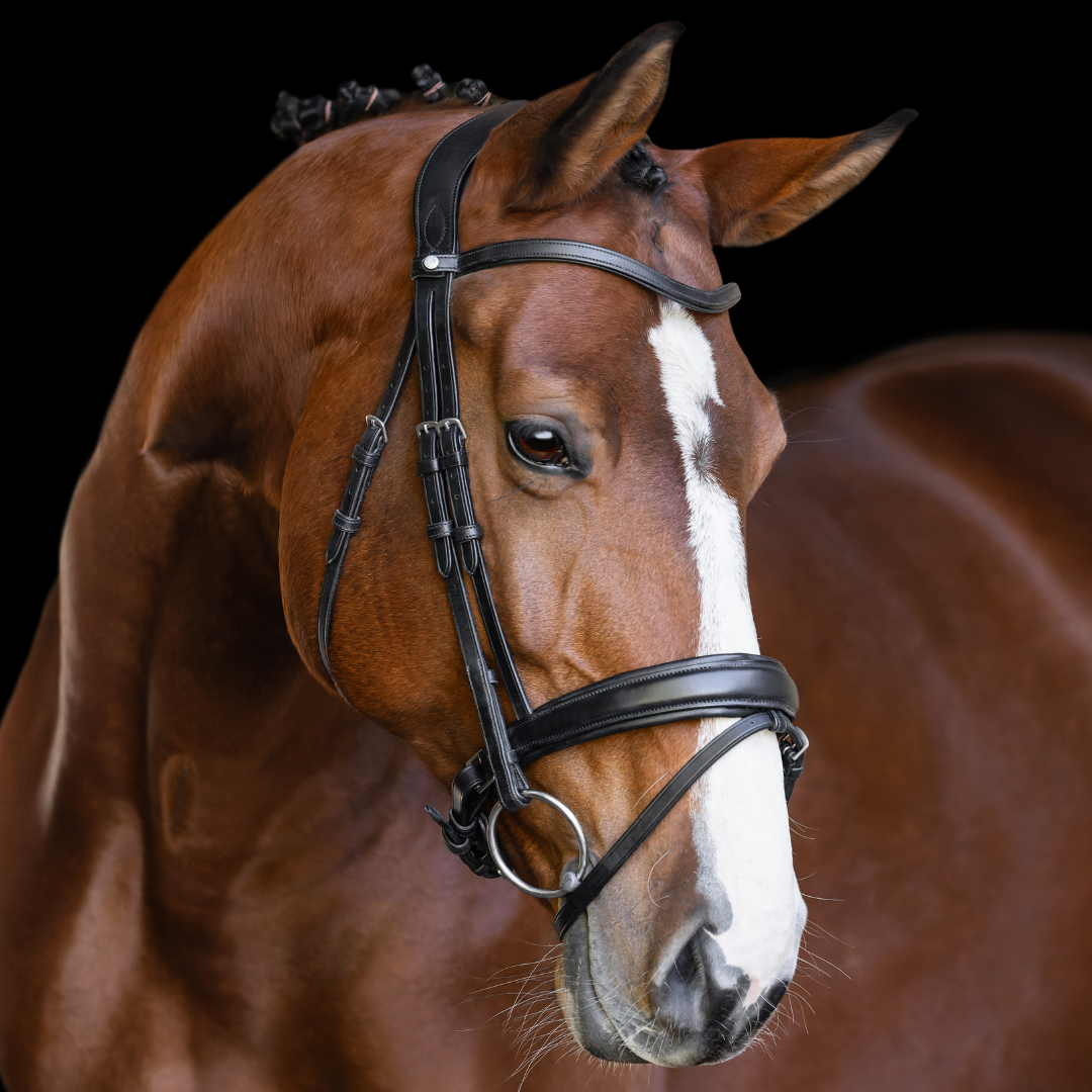Olympus Dressage Bridle White Padding