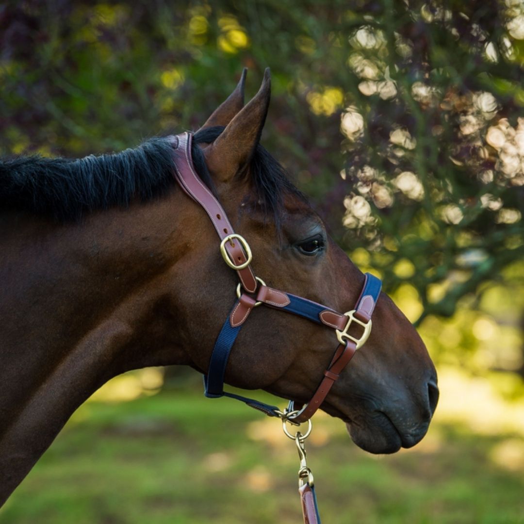 Nylon/Leather Anatomic Halter With Lead Set Navy/Brown