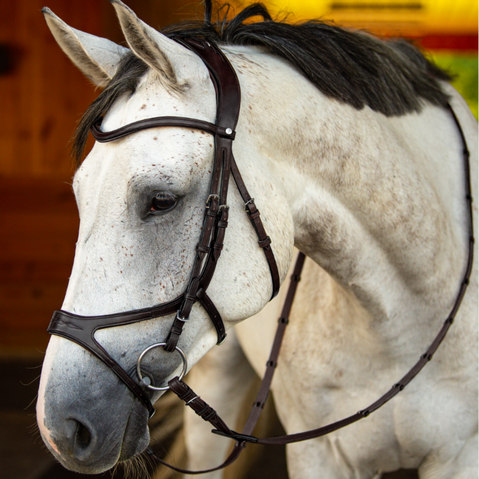 How Much Do Anatomical Bridles Cost? A Transparent Pricing Guide