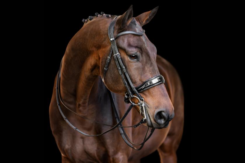 Anatomical Dressage Bridles