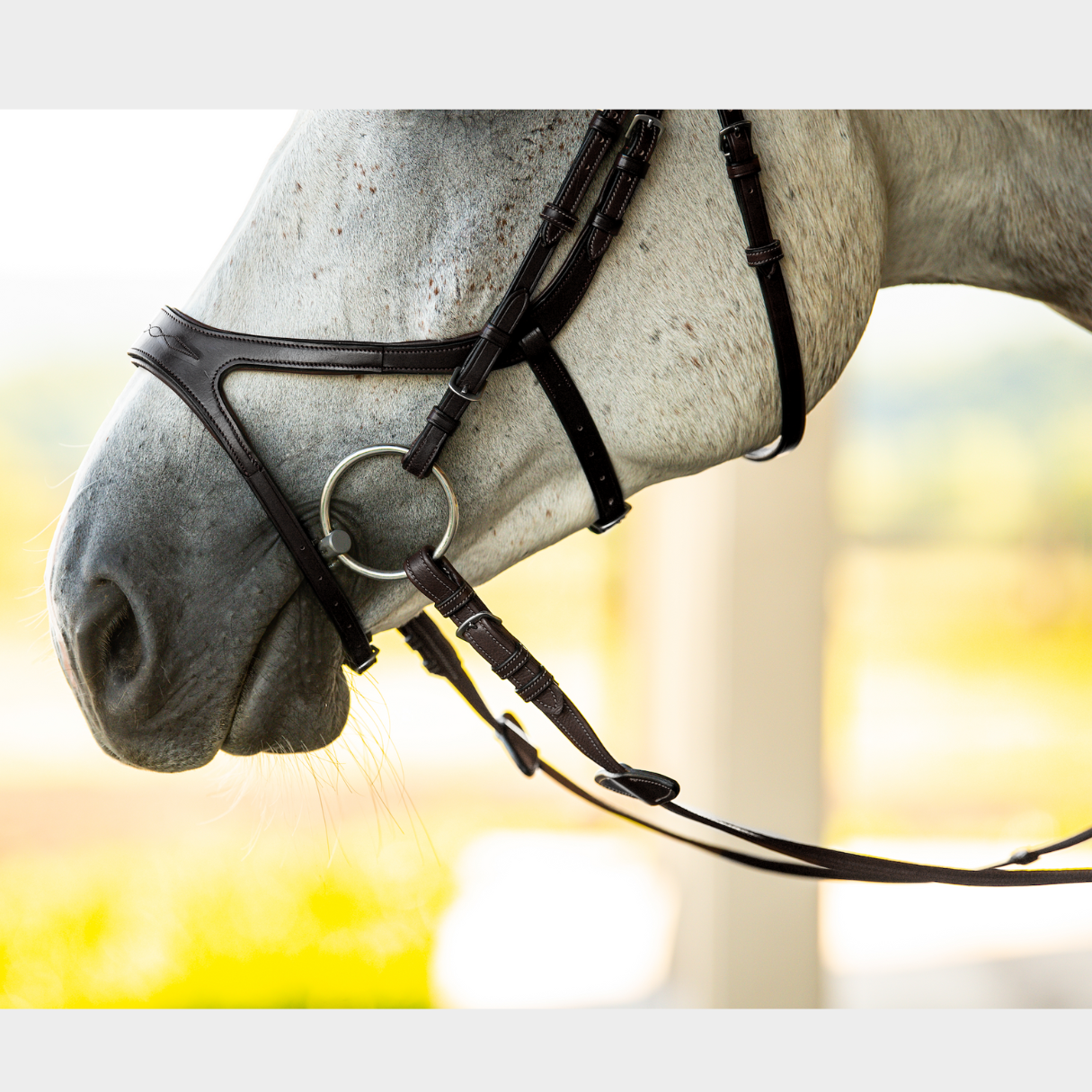 Precision Jumping Bridle
