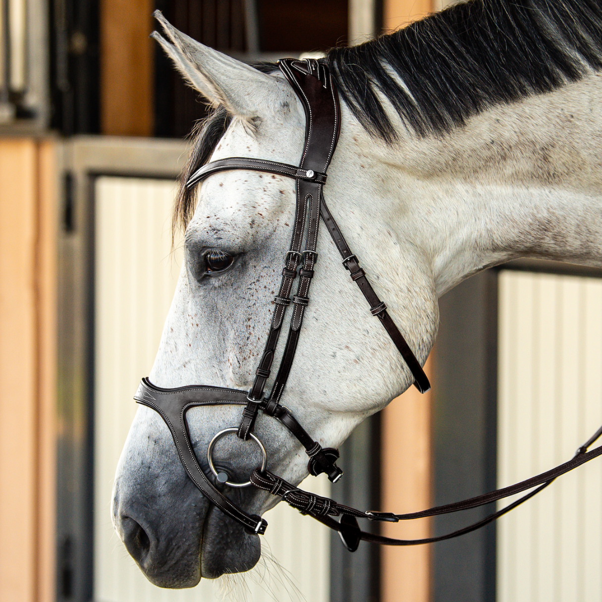 Victory Jumping Bridle