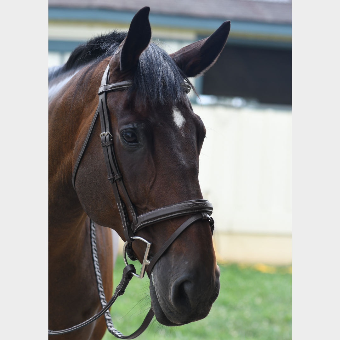 Small Single Icon SALE Encore Bridle with Detachable Flash SMALL PONY – Artemis Equine