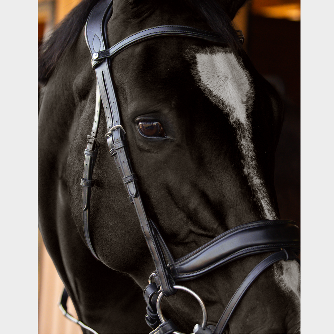 Infinity Dressage Bridle